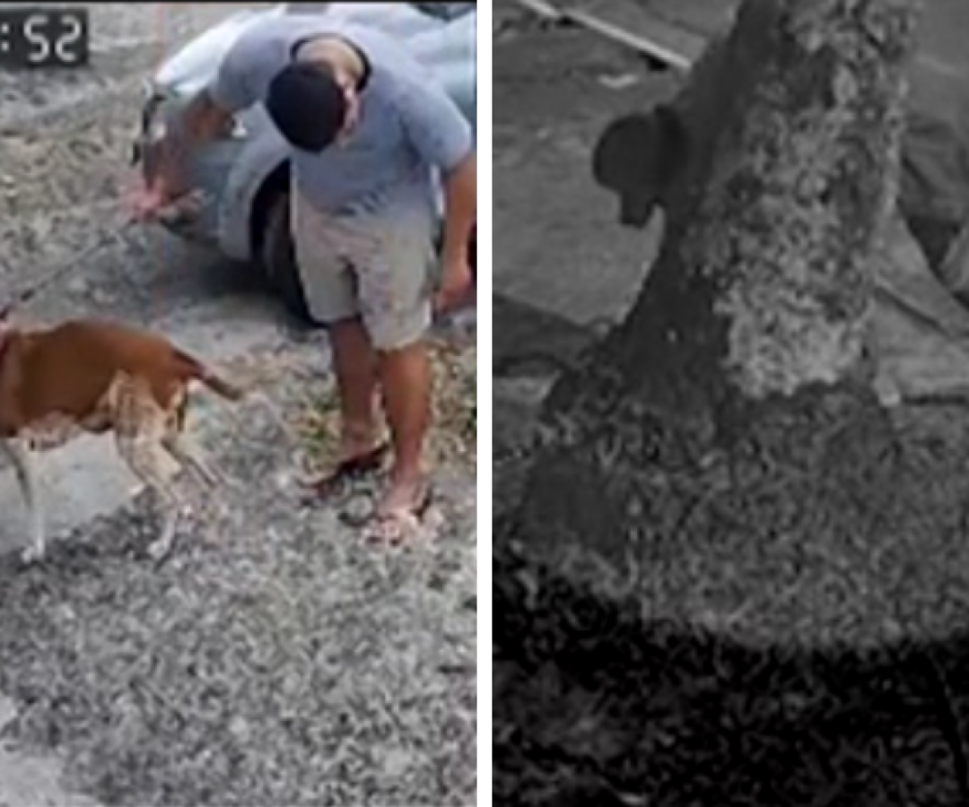 Isca com agulhas: cachorrinha é vítima de crueldade