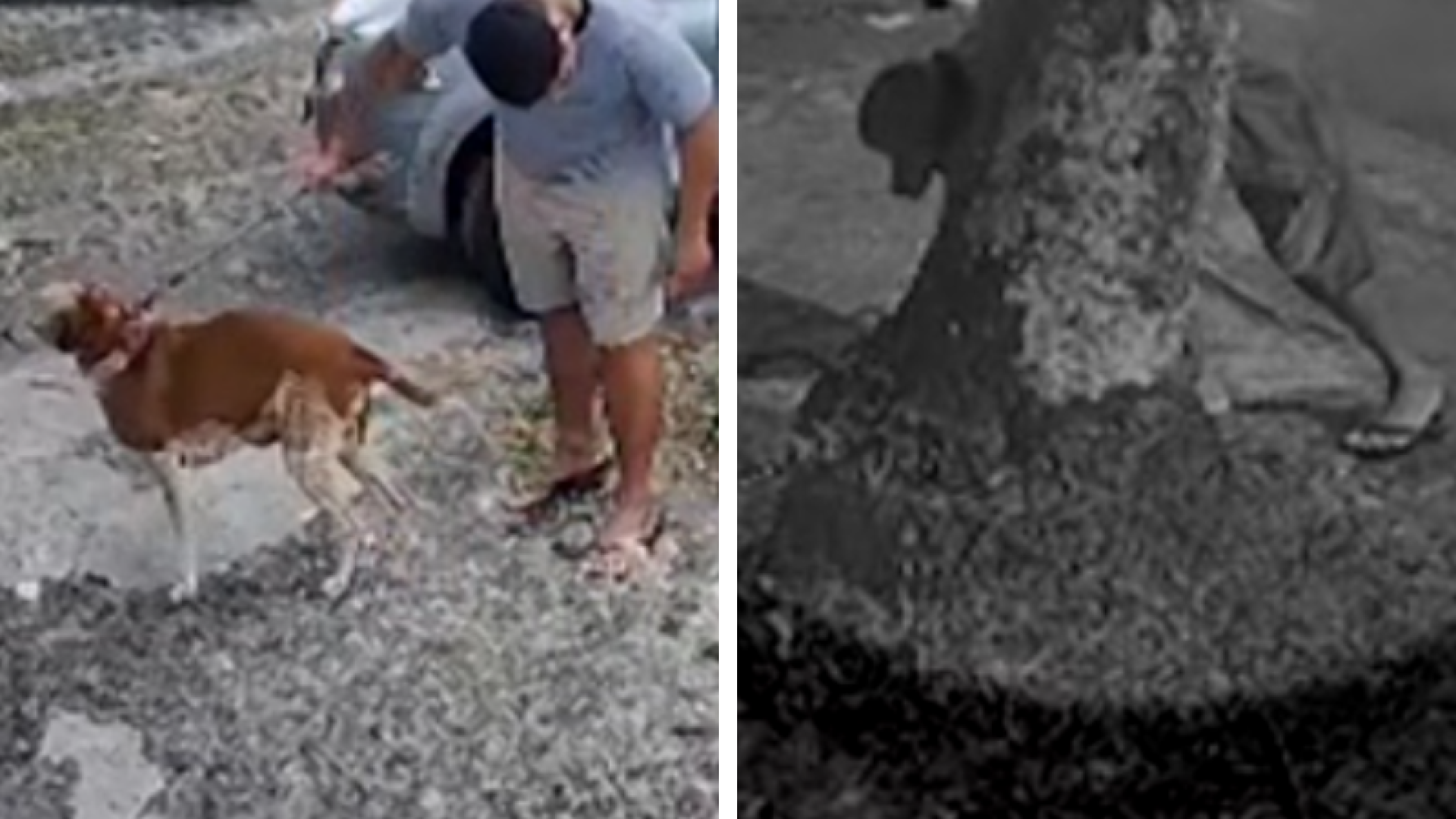 Nacional Foto Portal (61) Isca com agulhas: cachorrinha é vítima de crueldade