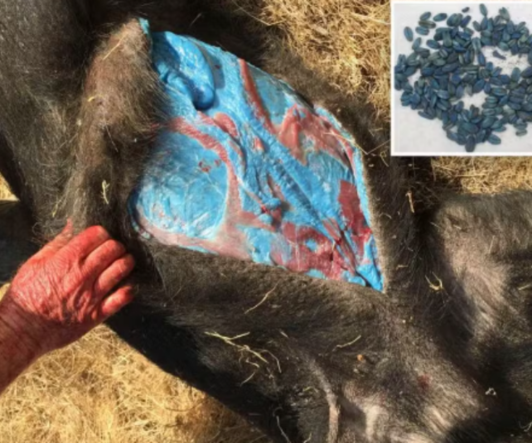 Carne azul neon em javaporcos revela contaminação por veneno agrícola na Califórnia