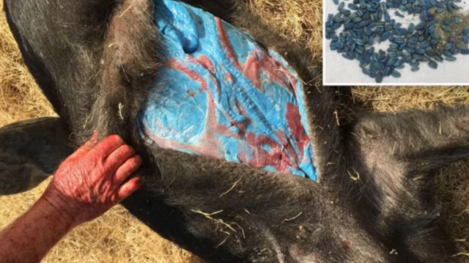 Carne azul neon em javaporcos revela contaminação por veneno agrícola na Califórnia