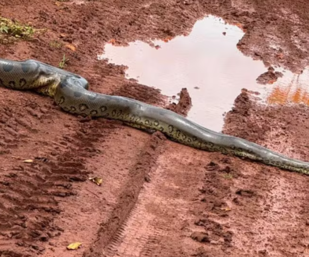 Sucuri gigante impressiona ao cruzar estrada rural em Canápolis, no Triângulo Mineiro