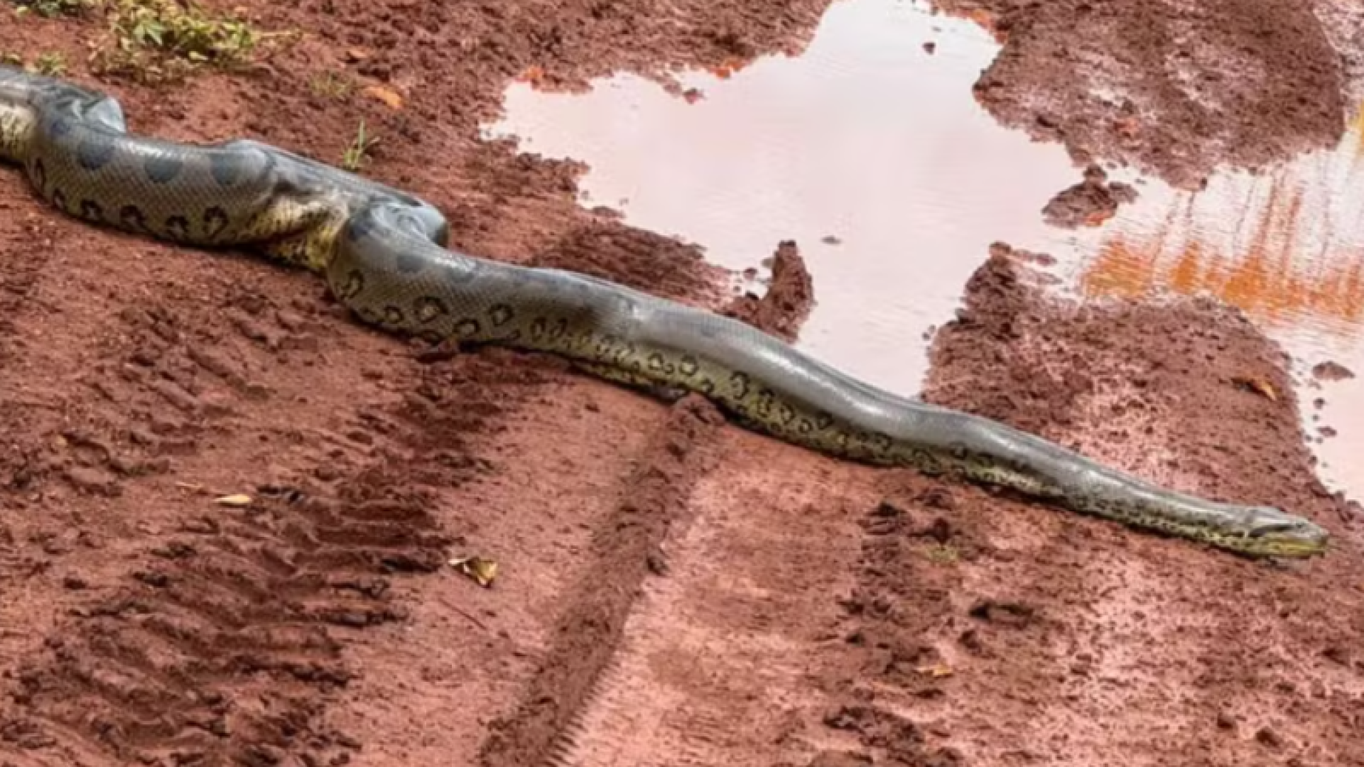 Sucuri gigante impressiona ao cruzar estrada rural em Canápolis, no Triângulo Mineiro