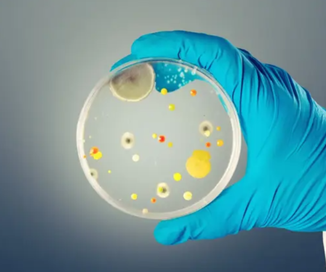 Candida auris: fungo mortal se espalha pela Europa e preocupa autoridades de saúde