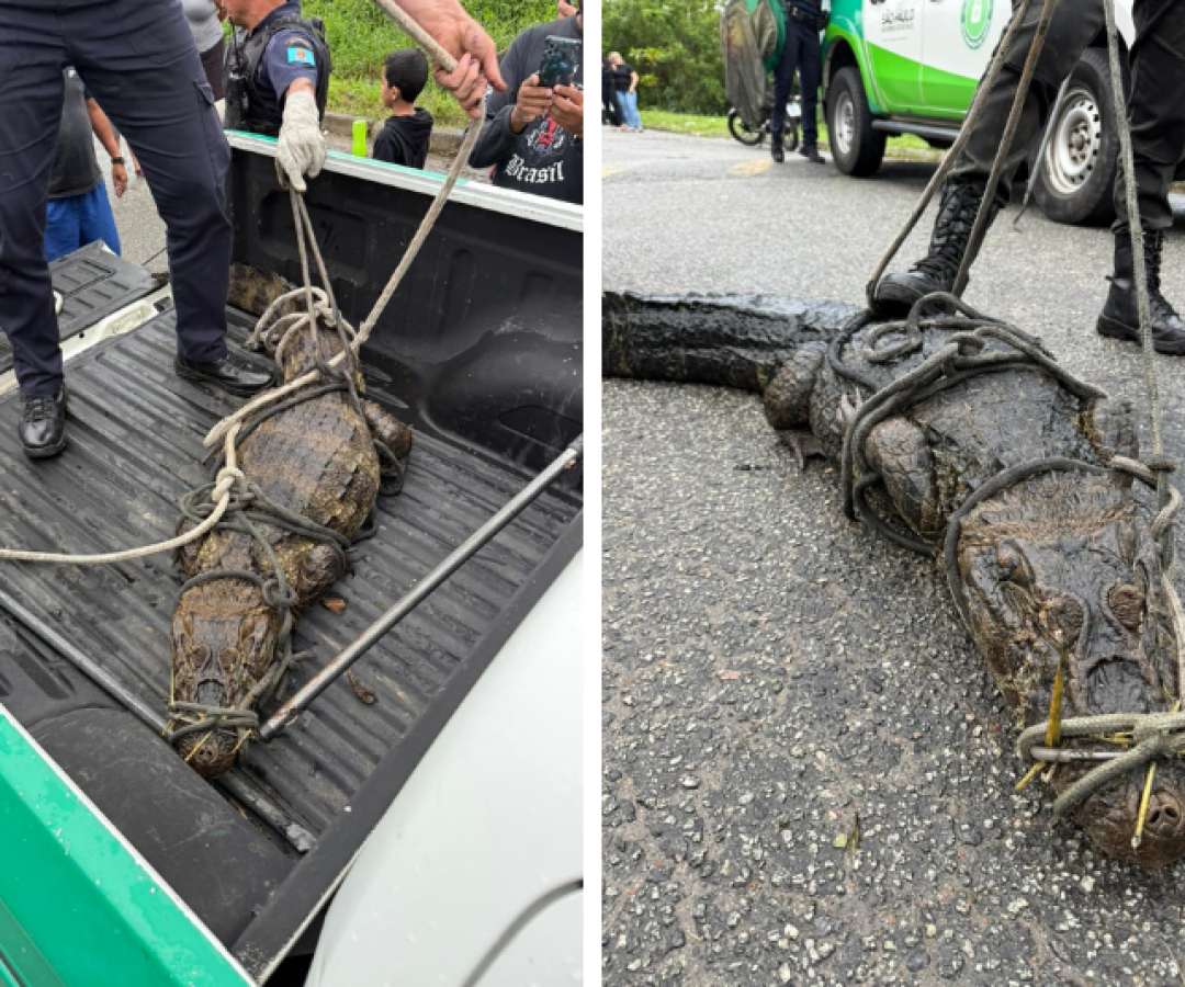 Jacaré de 2 metros é resgatado de canal de esgoto em Guarujá