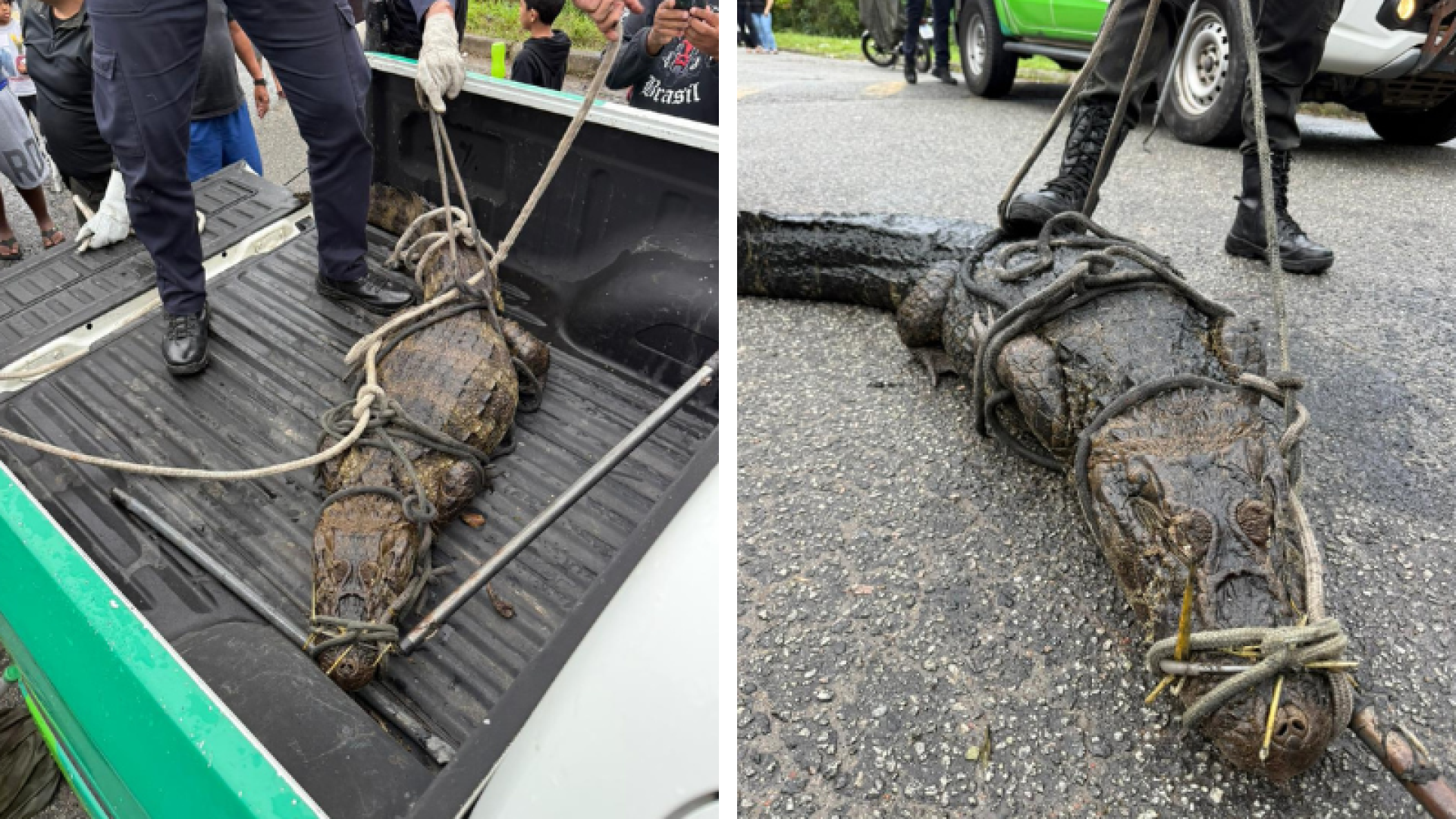 Nacional Foto Portal (73) Jacaré de 2 metros é resgatado de canal de esgoto em Guarujá