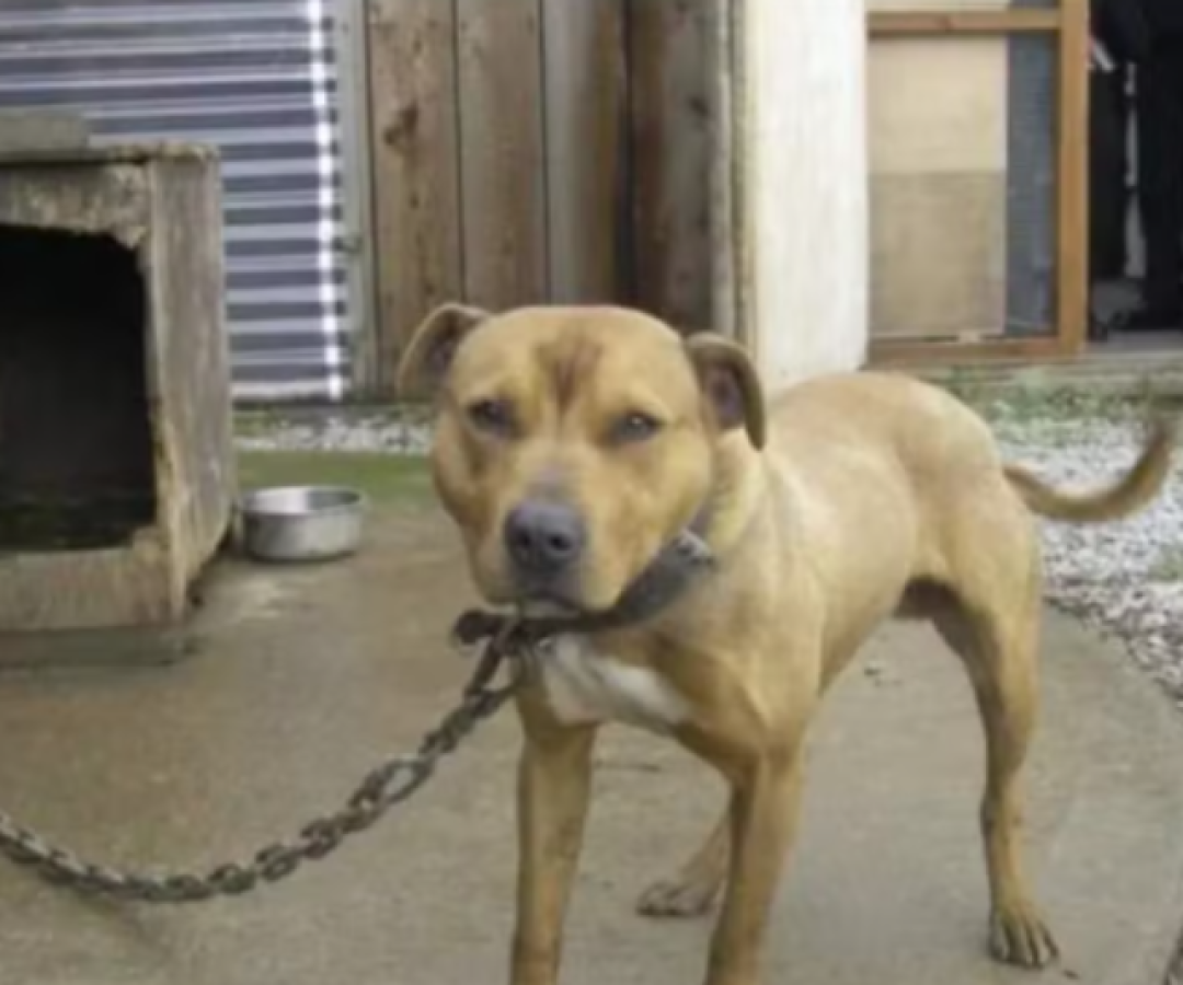 Tarcísio sanciona lei que proíbe manter cães e gatos acorrentados em São Paulo