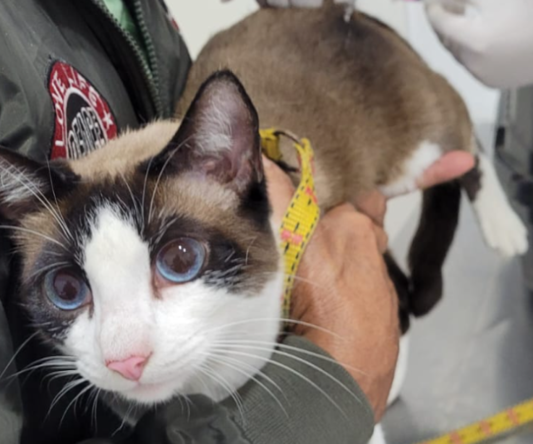 Cidades da Baixada Santista intensificam combate à esporotricose, micose subcutânea que afeta humanos e animais