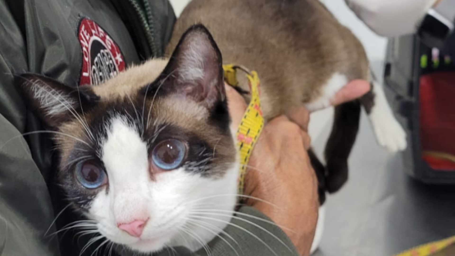 Cidades da Baixada Santista intensificam combate à esporotricose, micose subcutânea que afeta humanos e animais