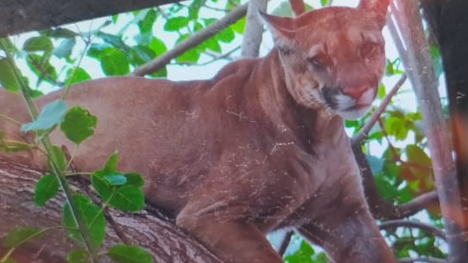 Onça-parda é resgatada em Chaveslândia