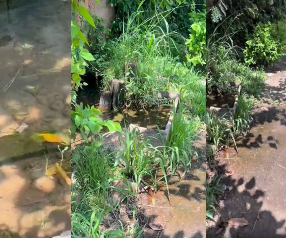 Peixes e nascentes surpreendem em avenida movimentada de Uberlândia