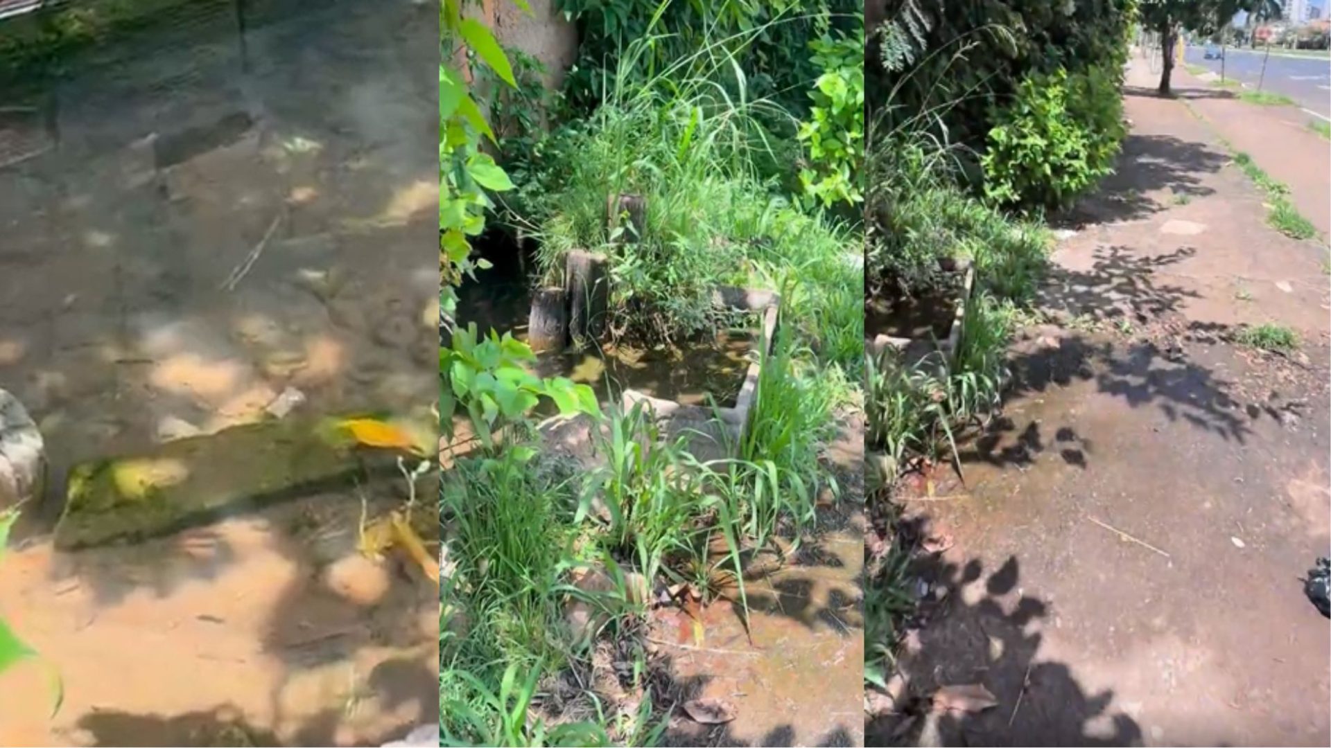 Peixes e nascentes surpreendem em avenida movimentada de Uberlândia