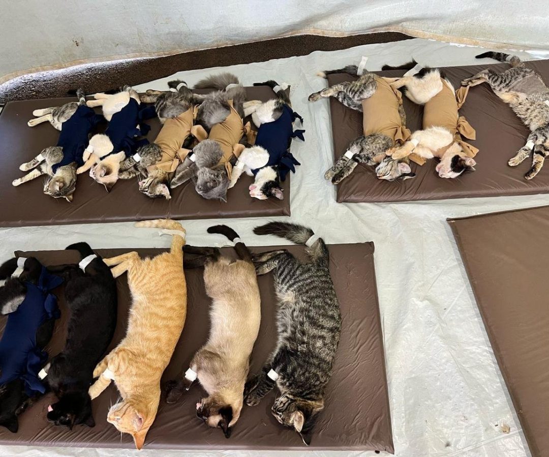 Gatinhos descansando após a cirurgia de castração. (foto: Semad/Divulgação)