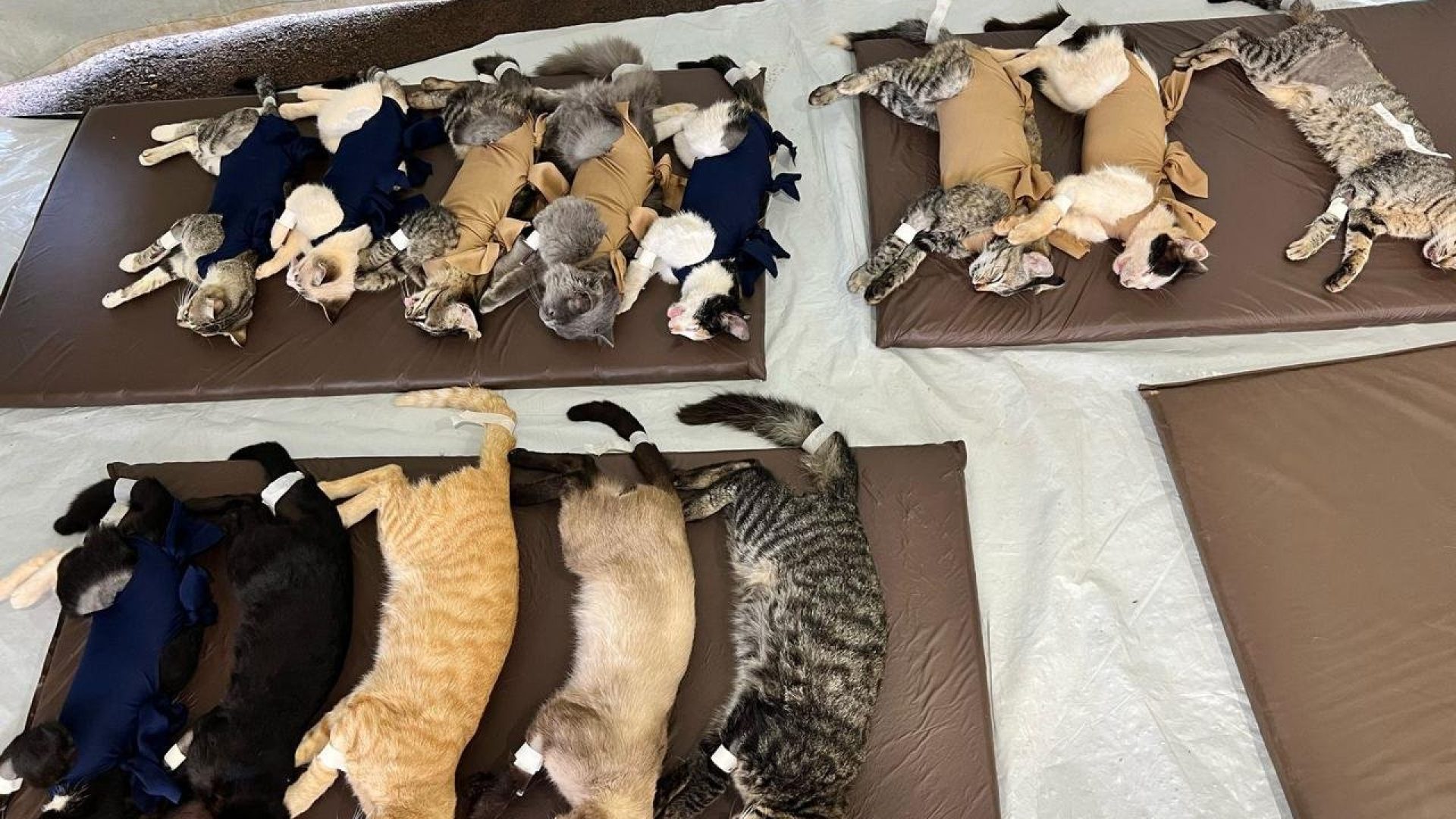 Gatinhos descansando após a cirurgia de castração. (foto: Semad/Divulgação)