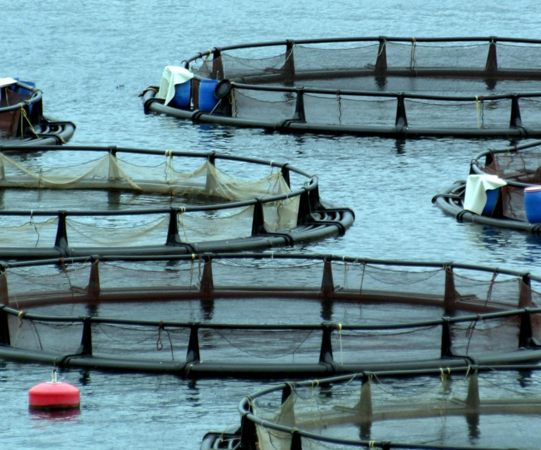 Exemplo de piscicultura (Foto: Karsten Sporenberg: https://www.pexels.com/pt-br/foto/aquicultura-piscicultura-nas-aguas-da-grecia-29388727/)