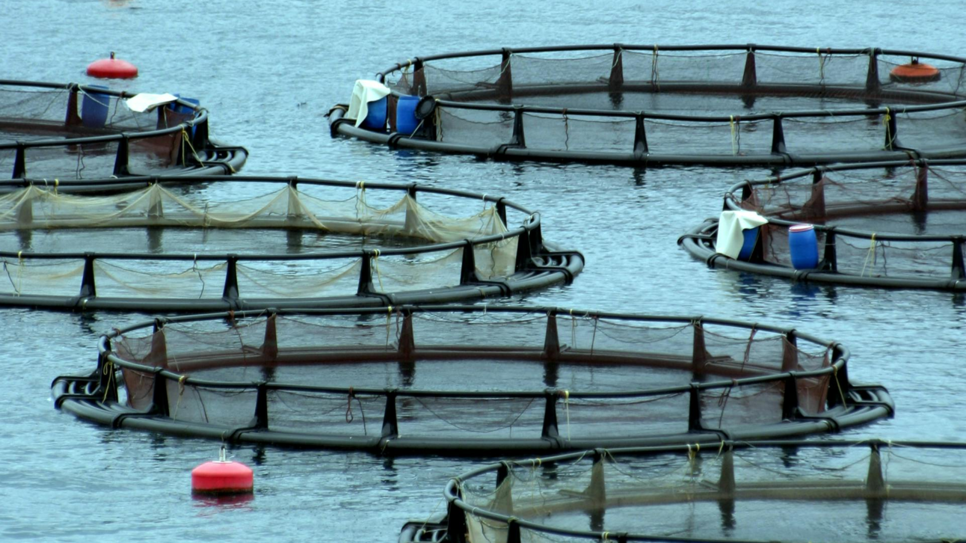 Exemplo de piscicultura (Foto: Karsten Sporenberg: https://www.pexels.com/pt-br/foto/aquicultura-piscicultura-nas-aguas-da-grecia-29388727/)