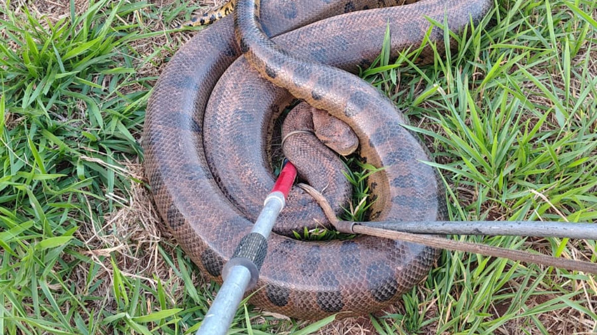 (Foto: Divulgação/CBMG)