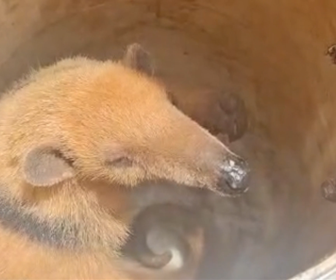 Tamanduá encontrado em codomínio de Uberlândia