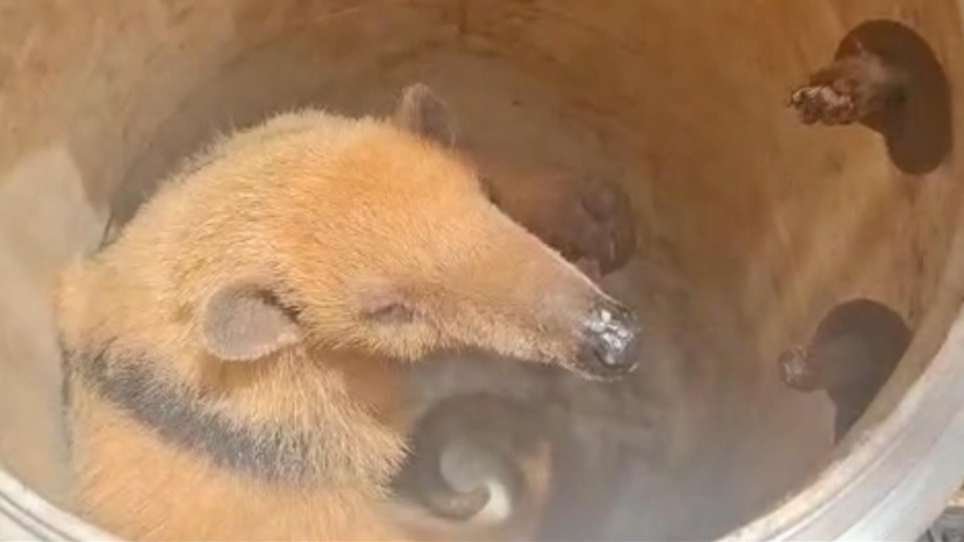 Tamanduá encontrado em codomínio de Uberlândia