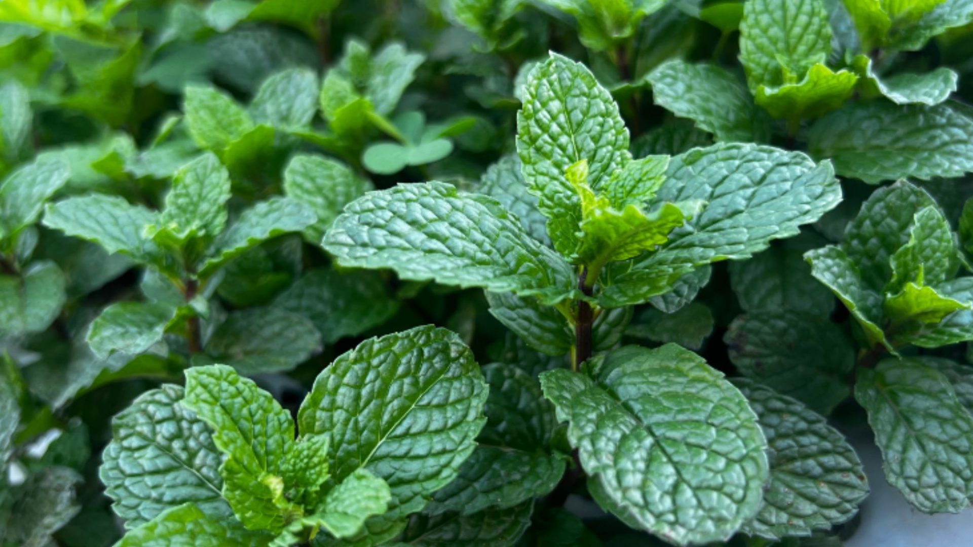 Terra Boa abre inscrições para adubo orgânico em abril