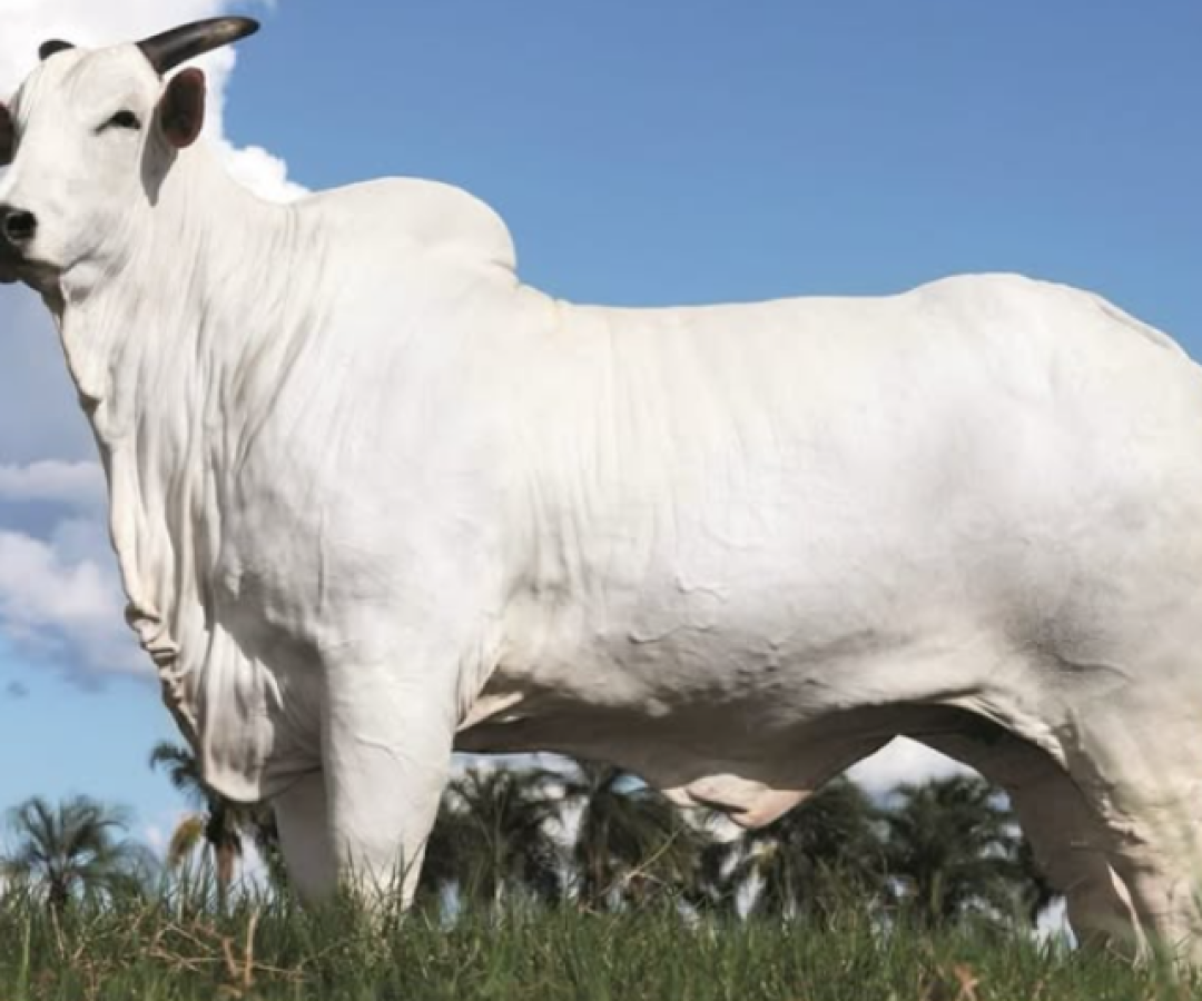 Uberaba se destaca com vaca mais cara do mundo avaliada em R$ 54 milhões