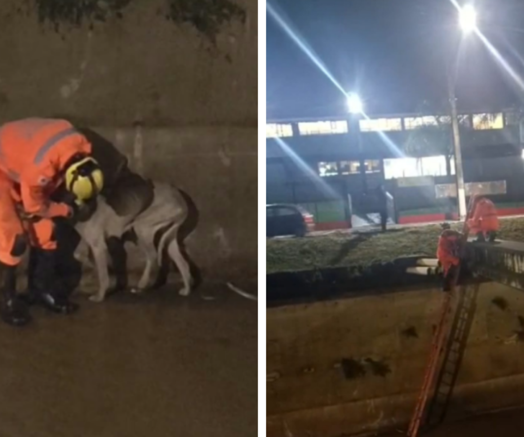 Cachorro é resgatado após cair em canal de córrego em Araxá