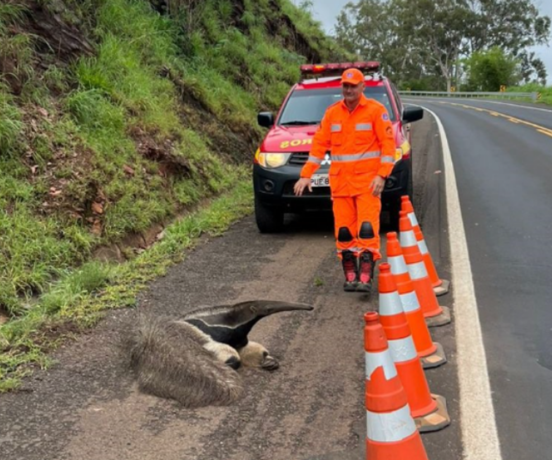 Tamanduá-bandeira ferido é resgatado no acostamento da BR-262, próximo a Araxá