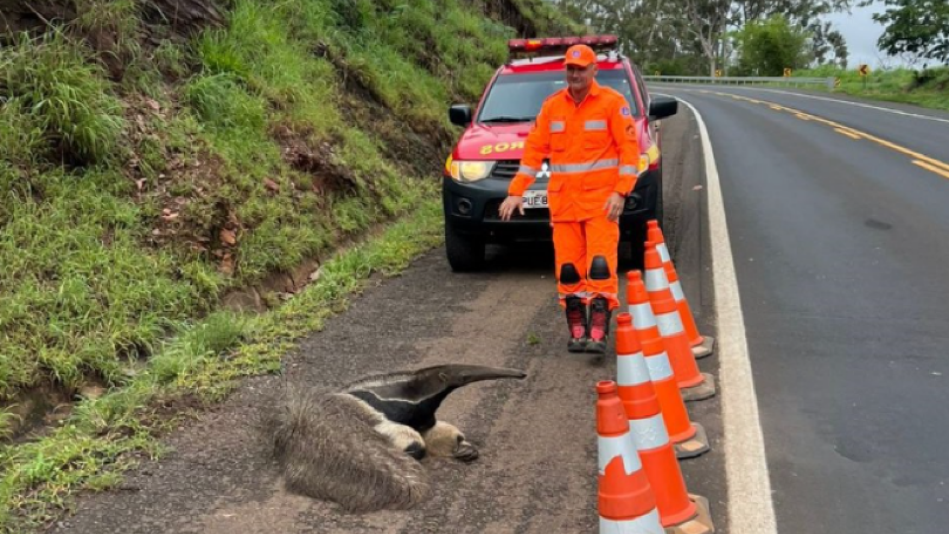 Tamanduá-bandeira ferido é resgatado no acostamento da BR-262, próximo a Araxá
