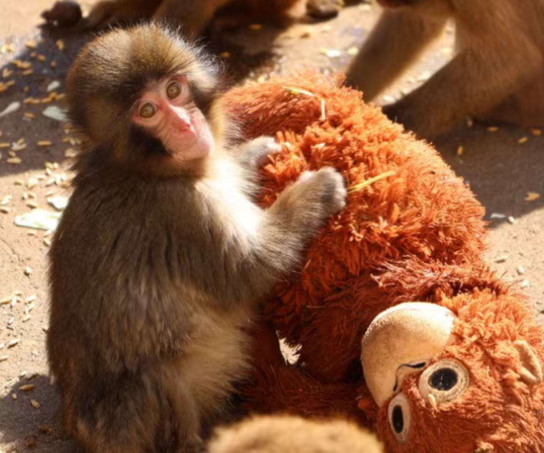 Filhote órfão emociona ao abraçar pelúcia e ganha nova família em zoo no Japão