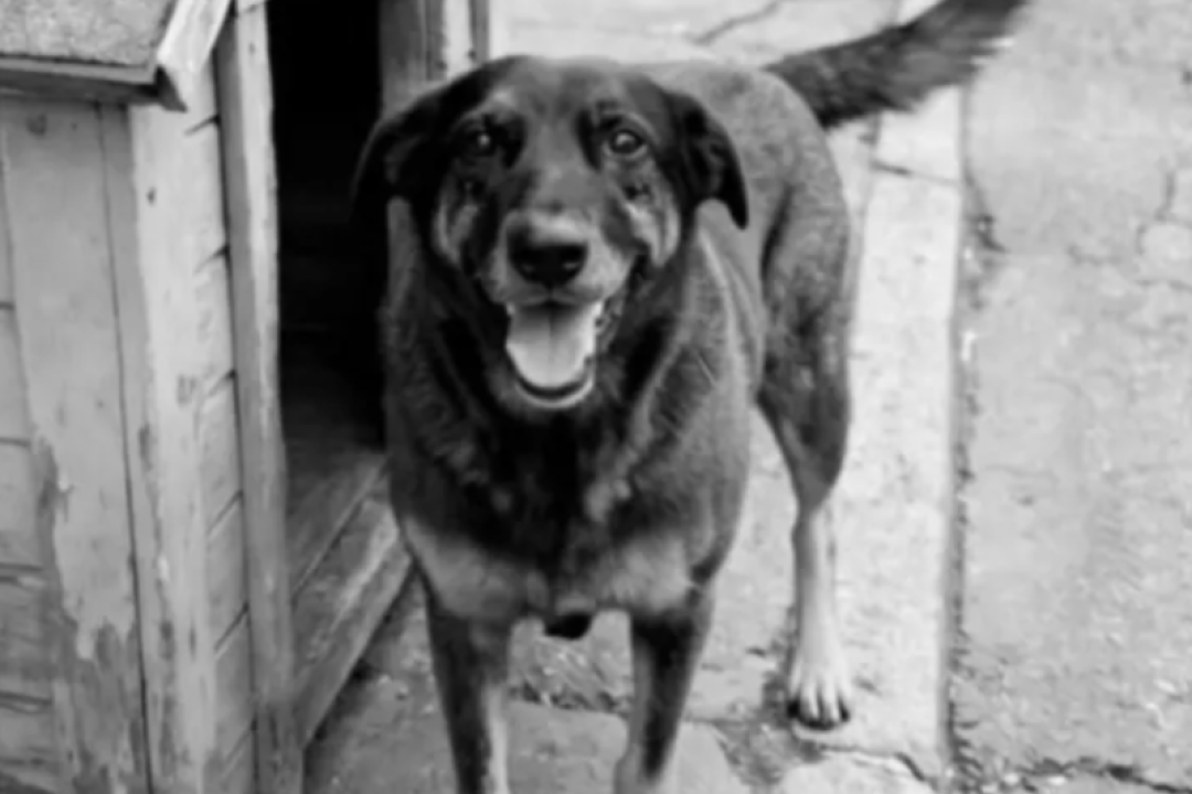 Cão Orelha: mentira, provas e tentativa de fuga revelam autoria do crime