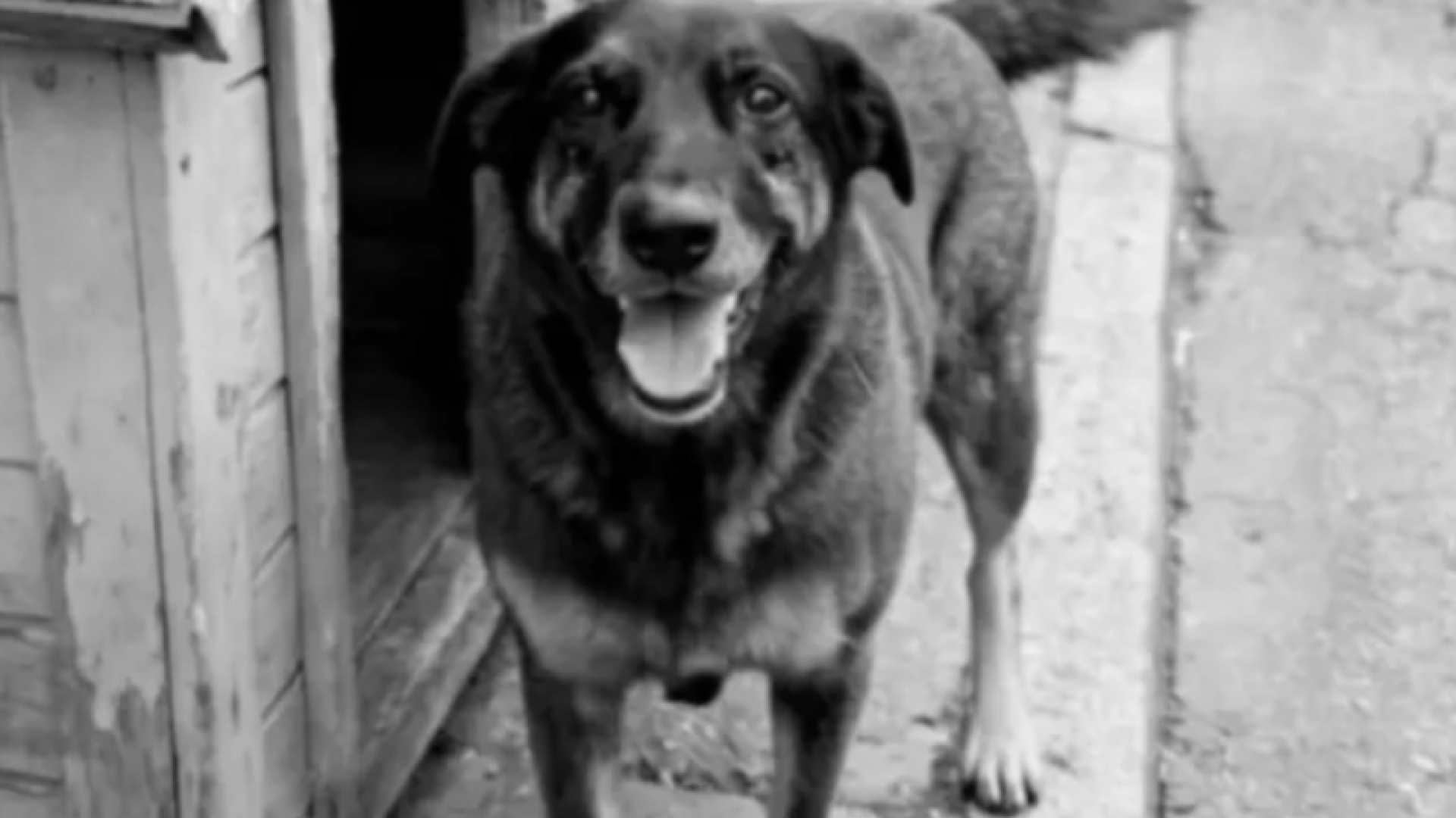 Cão Orelha: mentira, provas e tentativa de fuga revelam autoria do crime