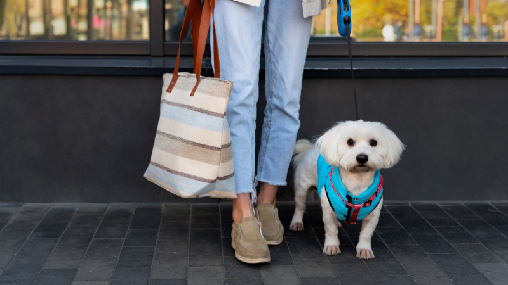 Uberlândia regulamenta espaços pet friendly e estabelece regras para tutores e comerciantes