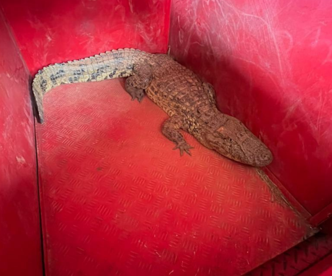 Jacaré de 1,5 metro é capturado próximo à pista do aeroporto de Patos de Minas