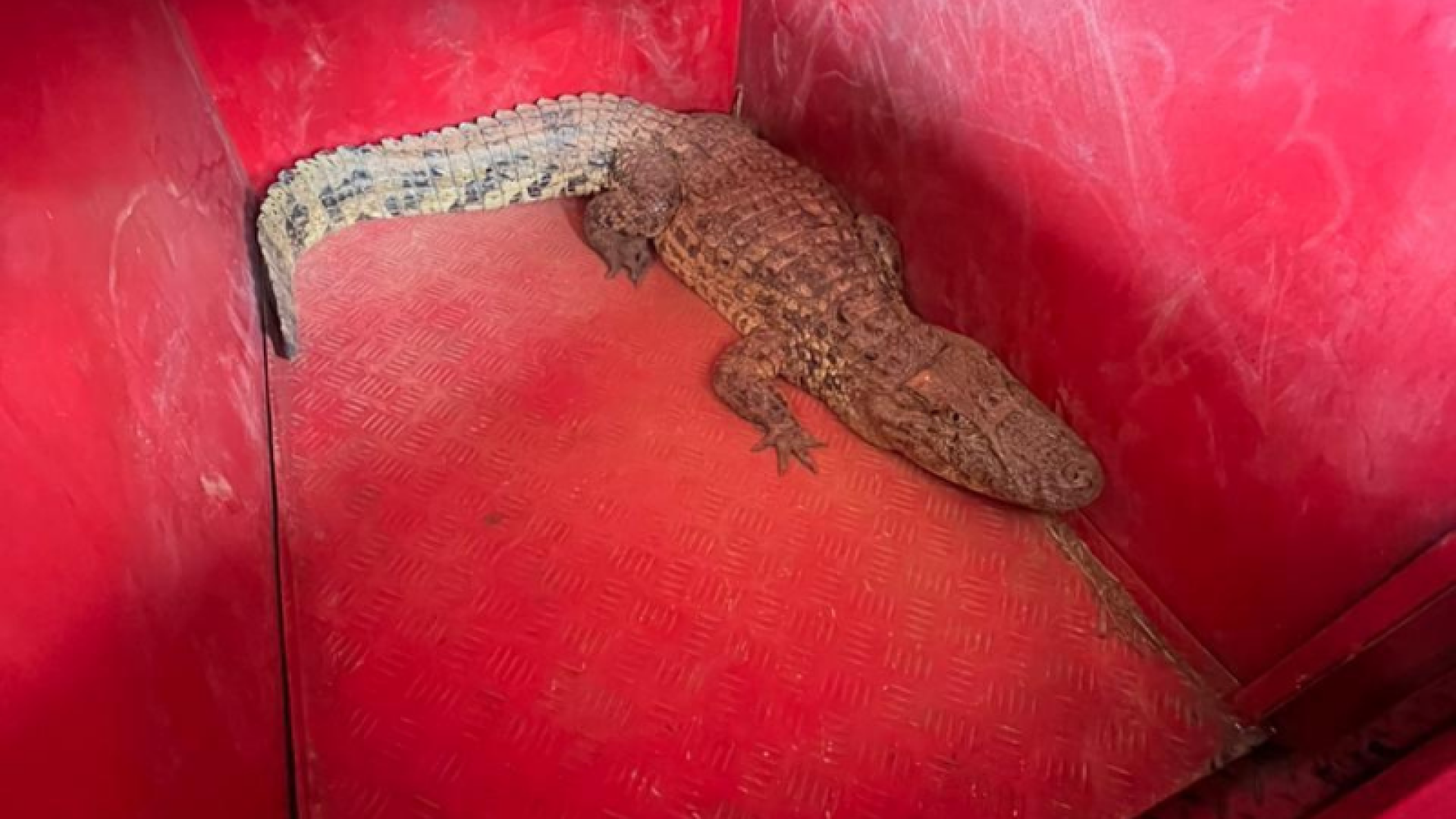 Jacaré de 1,5 metro é capturado próximo à pista do aeroporto de Patos de Minas