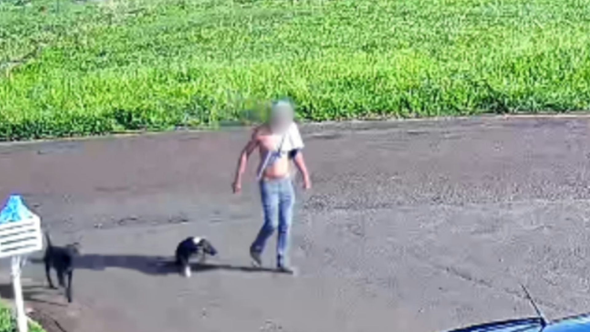 Homem é preso em flagrante por enforcar cachorro com arame farpado em Campina Verde (MG)