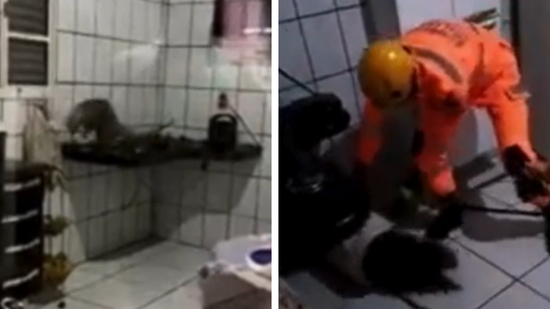 Ouriço-cacheiro invade casa e causa transtornos em Patos de Minas