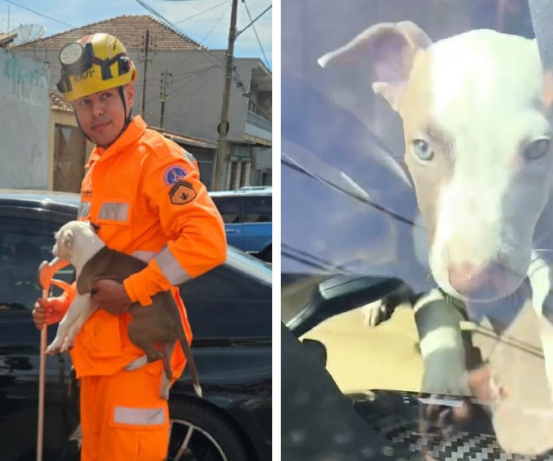 Bombeiros resgatam cão trancado em carro desde o dia anterior em Uberaba
