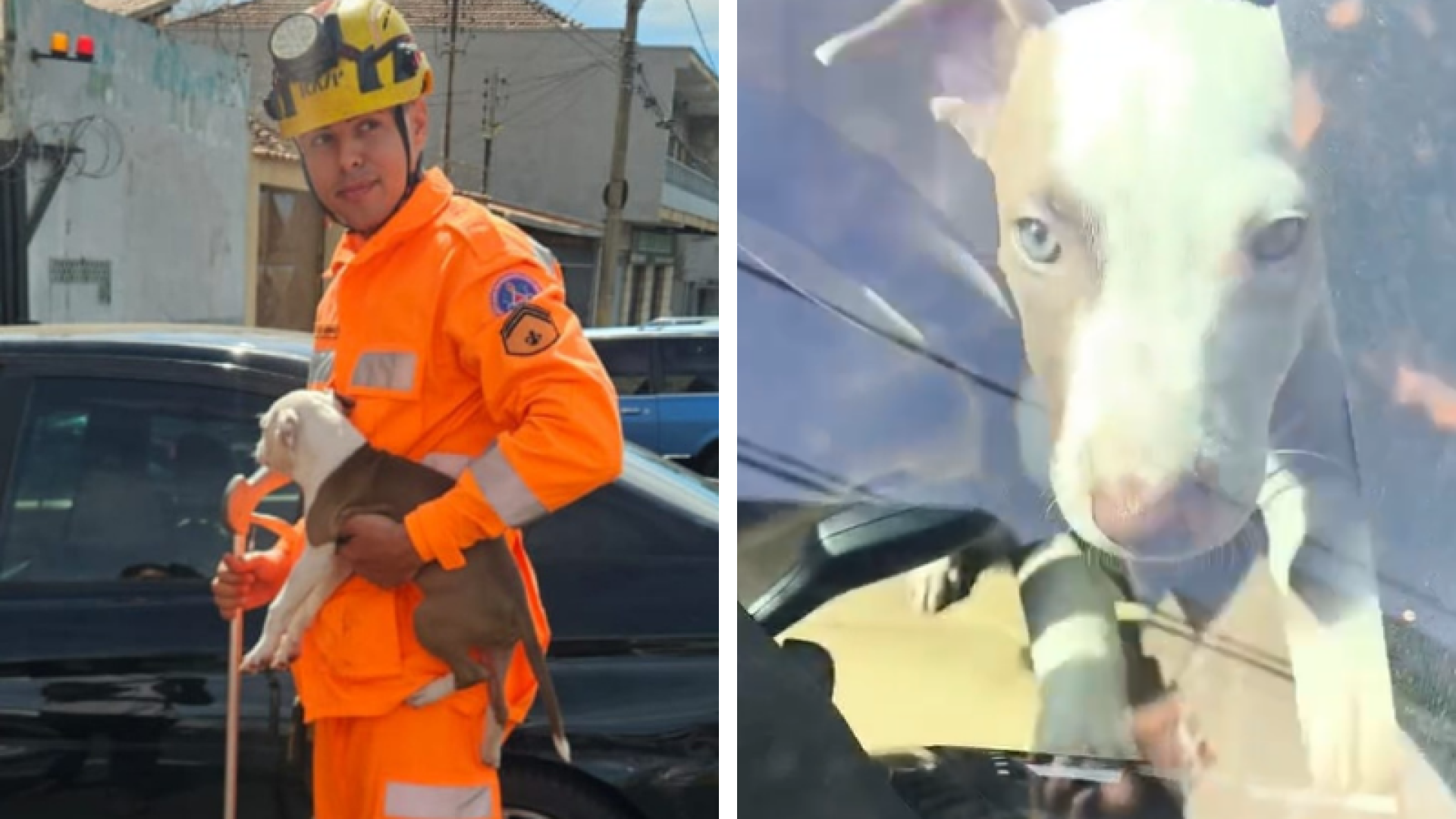 Bombeiros resgatam cão trancado em carro desde o dia anterior em Uberaba