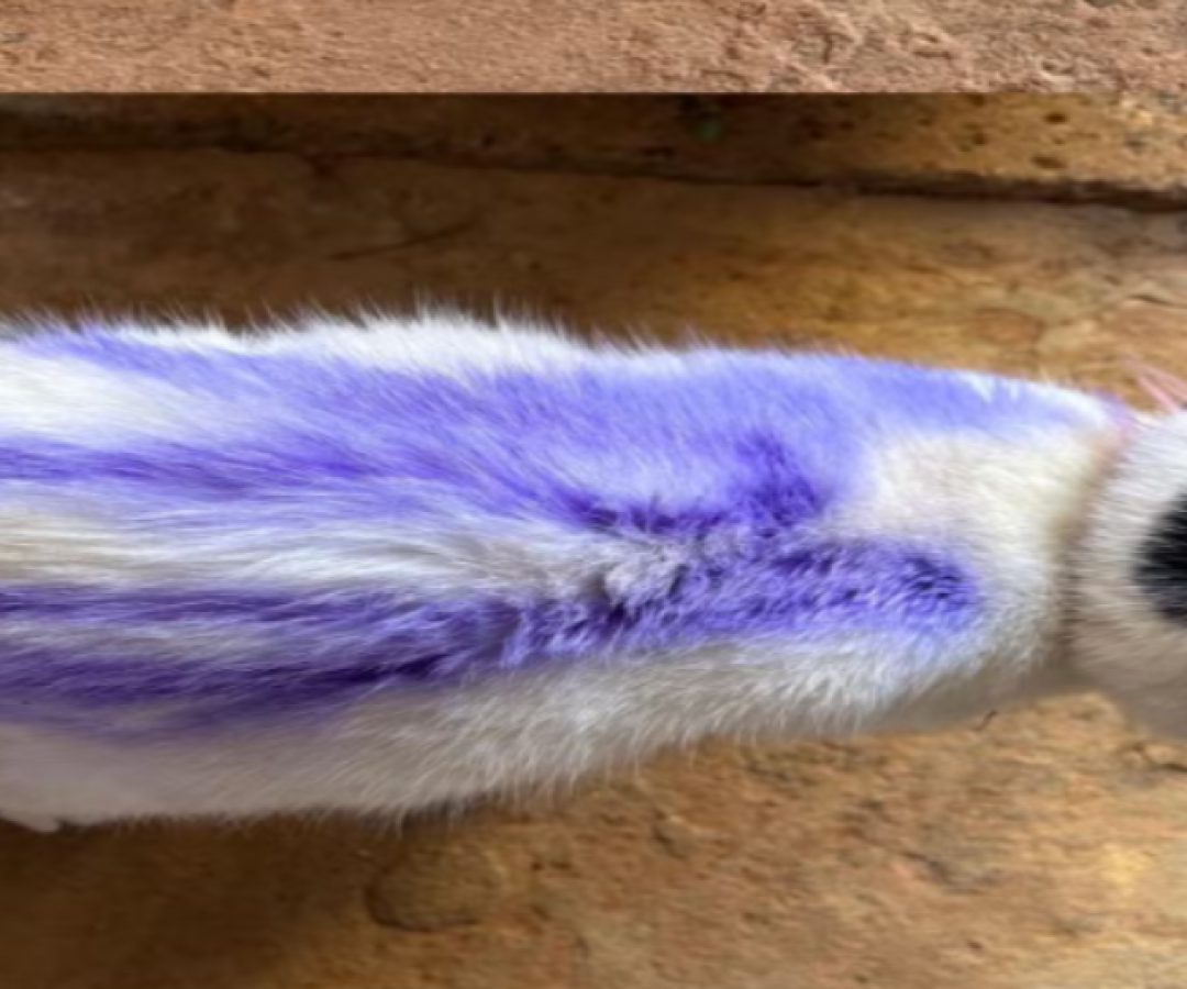 Gata é pichada com spray na porta de casa e caso revolta tutora em Araxá