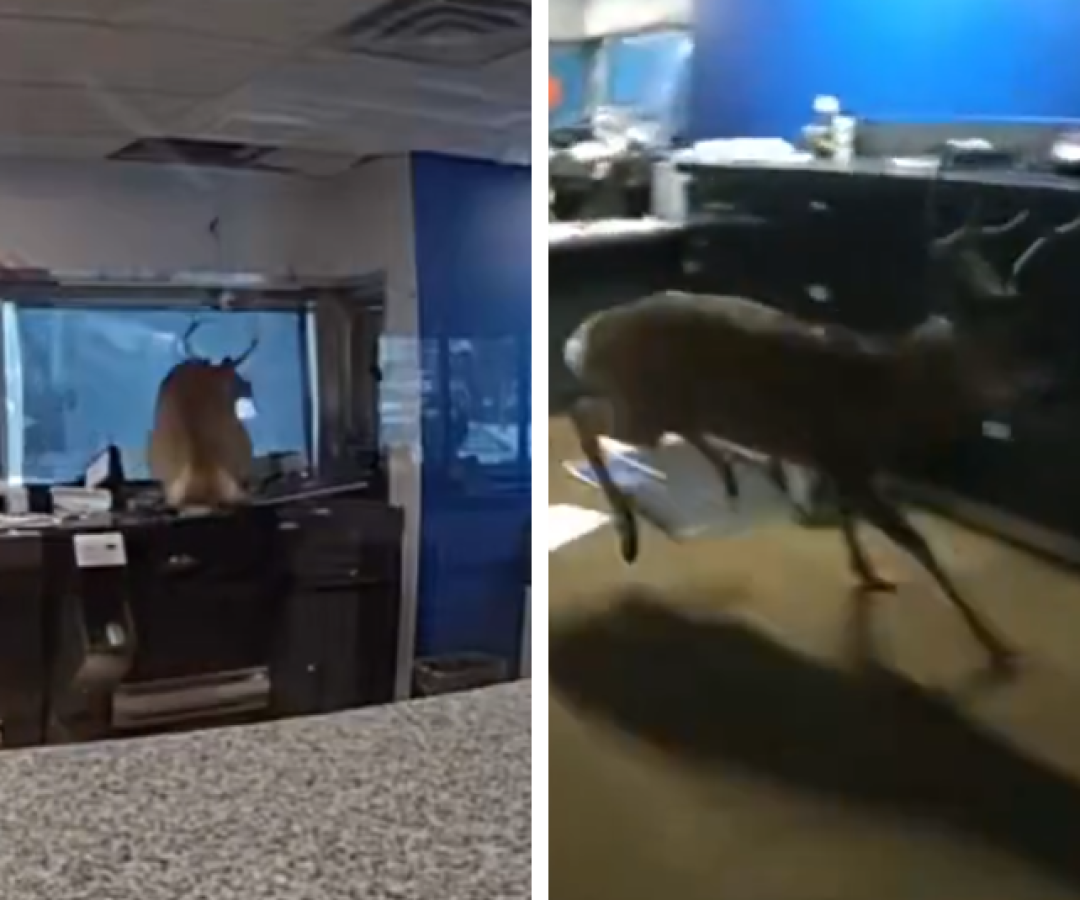 Cervo invade banco em Nova York, resiste à contenção e é libertado pela polícia