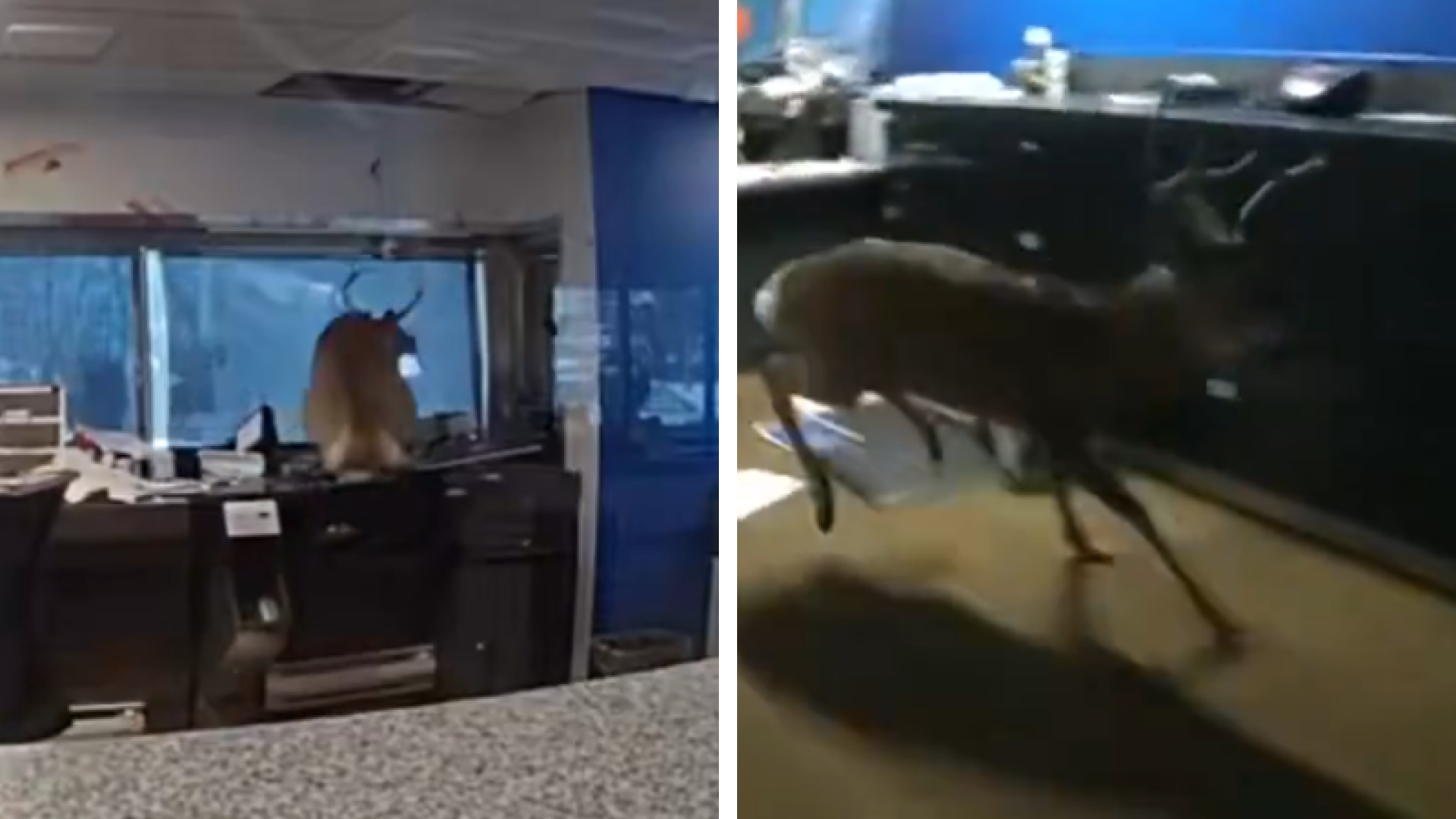 Cervo invade banco em Nova York, resiste à contenção e é libertado pela polícia