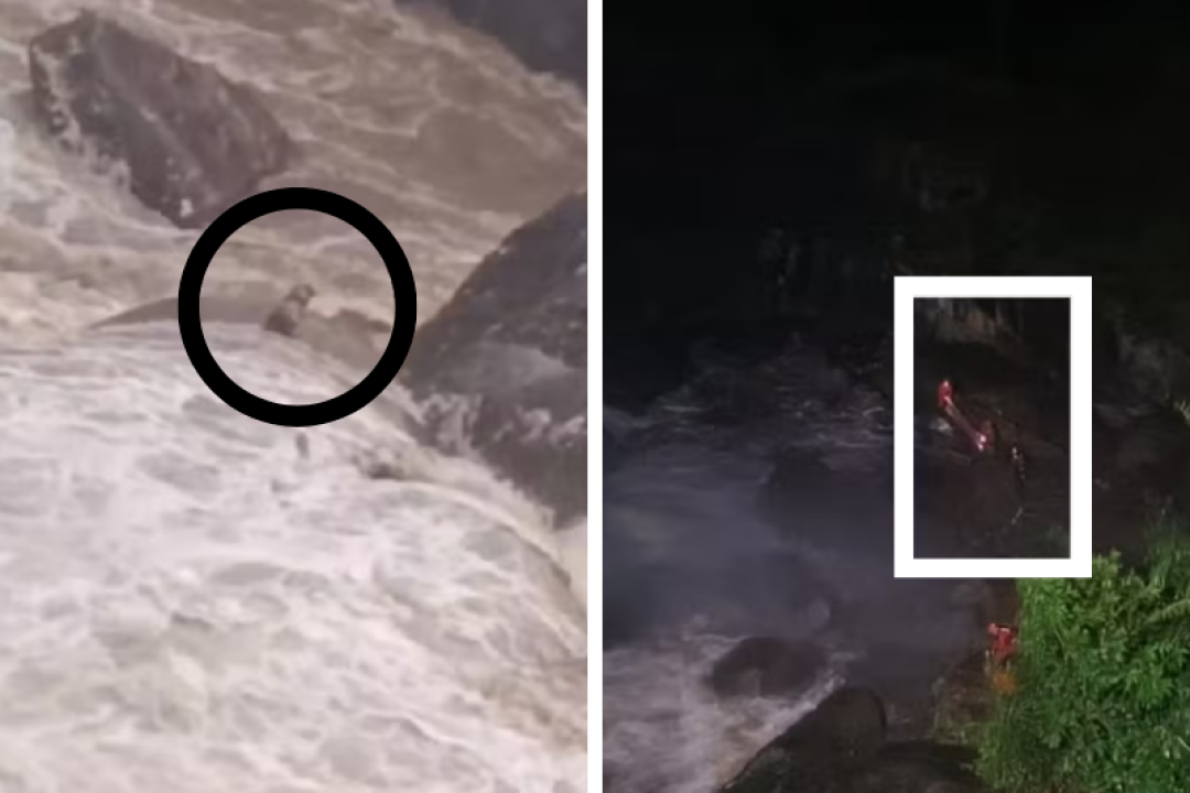 Bombeiros resgatam cachorro cego e surdo ilhado em cachoeira em Petrópolis