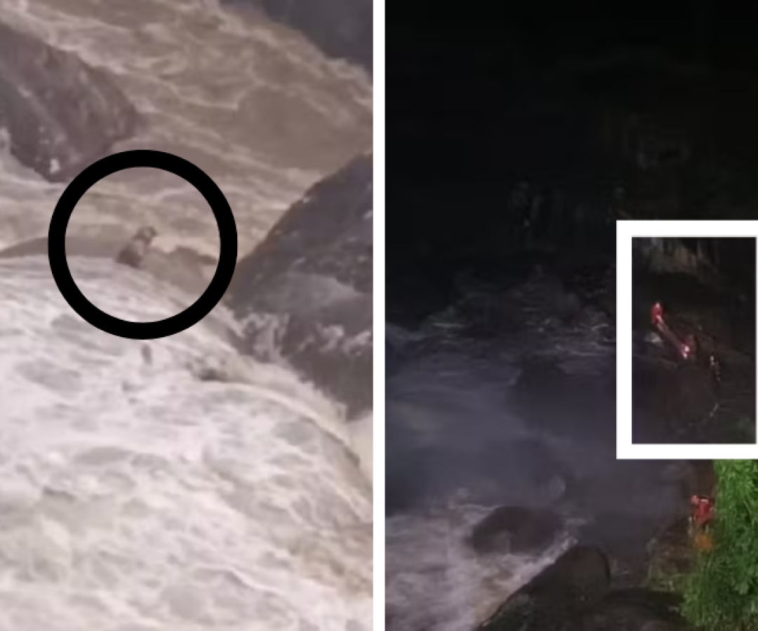 Bombeiros resgatam cachorro cego e surdo ilhado em cachoeira em Petrópolis