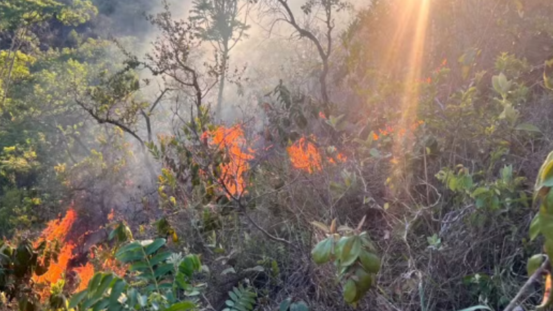 Incêndio destrói área do tamanho de sete campos de futebol em Presidente Olegário