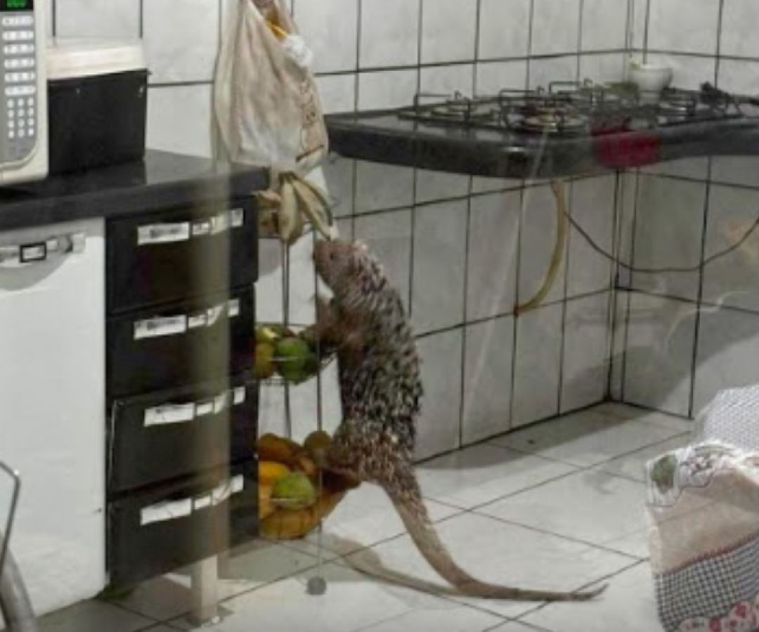 Ouriço-cacheiro invade casa e causa transtornos em Patos de Minas