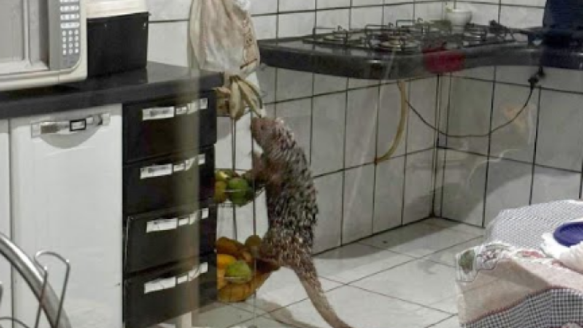 Ouriço-cacheiro invade casa e causa transtornos em Patos de Minas