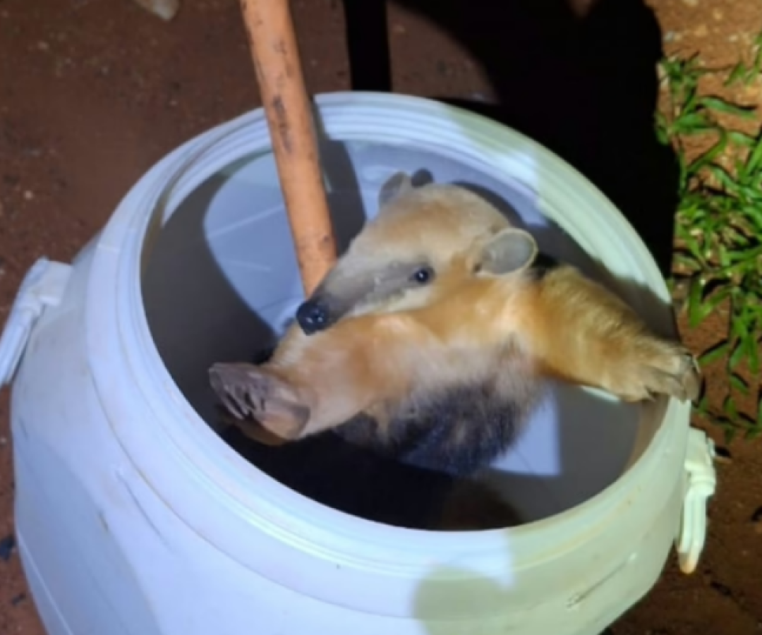 Tamanduá-mirim surpreende estudantes e mobiliza Bombeiros na UFU, em Uberlândia