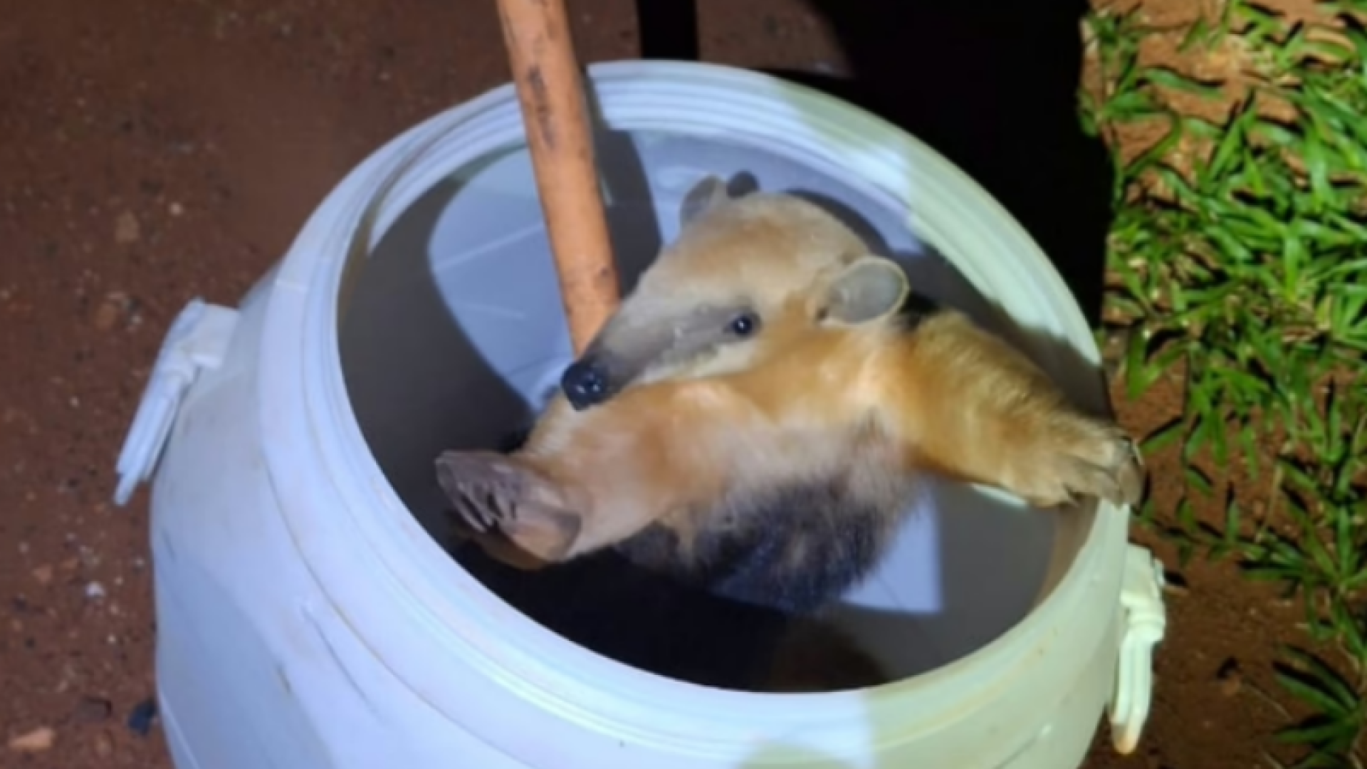 Tamanduá-mirim surpreende estudantes e mobiliza Bombeiros na UFU, em Uberlândia