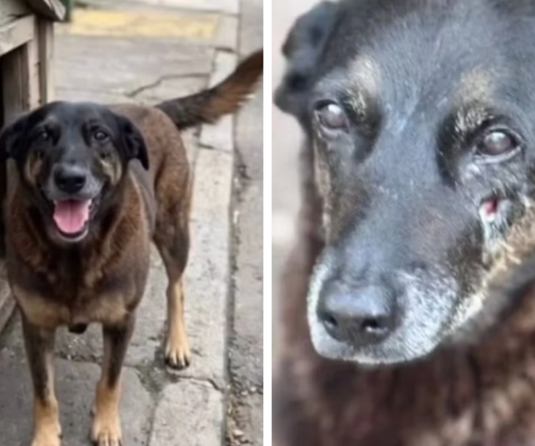 Morte brutal do cão Orelha em Florianópolis provoca comoção e ação da polícia em SC