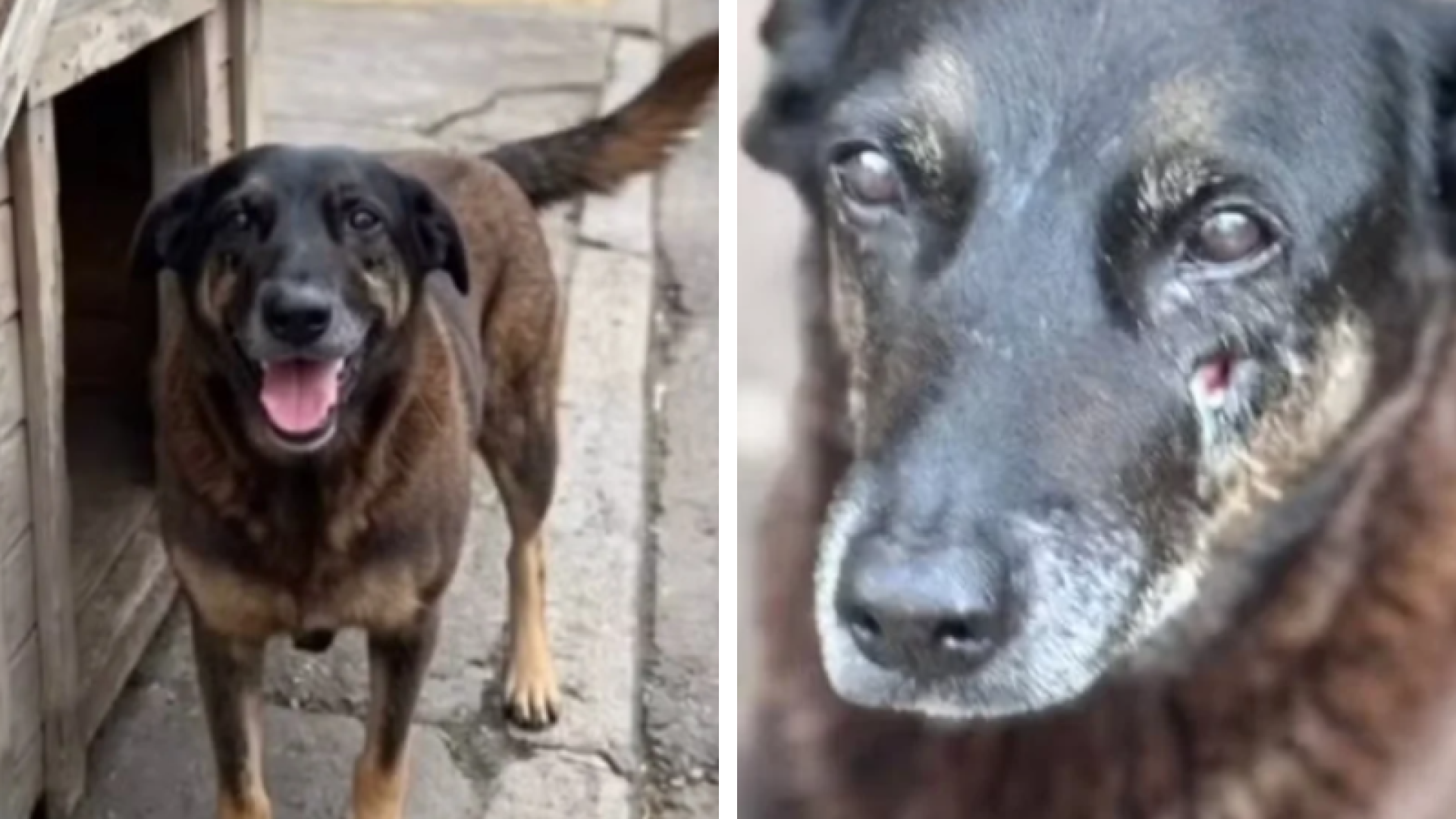 Morte brutal do cão Orelha em Florianópolis provoca comoção e ação da polícia em SC