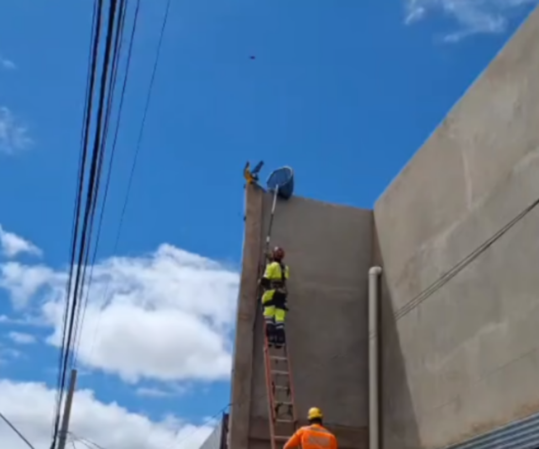 Arara-canindé de estimação foge e é resgatada pelos bombeiros em Uberaba